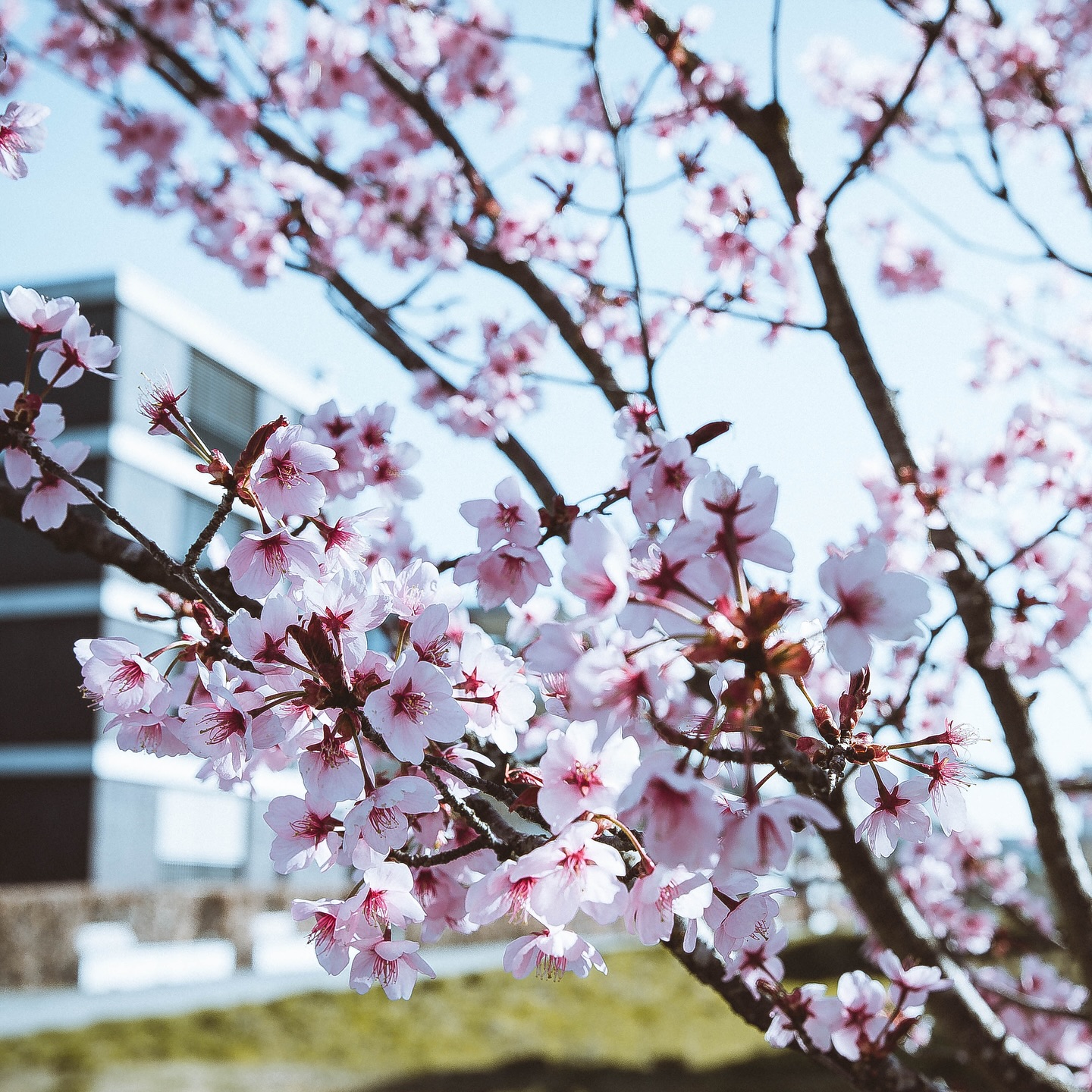 📍 Location/Emplacement: Bern, Switzerland  📷 Camera/Appareil: Canon EOS 6D Mark II, Canon EF24-70mm f/2.8 II USM
.
.
.
.
.
.
.
.
.
.
.
.
.
 #ic_architecture #icu_architecture #jj_architecture #creative_architecture #arkiromantix #tv_architectural #lookingup_architecture #unlimitedcities #arquitecturamx #excellent_structure #sky_high_architecture #architecture_greatshots #minimal_lookup #diagonal_symmetry  #inlovewithswitzerland #exploremyswitzerland #igersswitzerland #ig_switzerland #canonphotos #canoneos #canonrebel  #igersswitzerland #myswitzerland #pexels